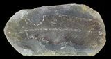 Fossil Neuropteris Seed Fern Leaf (Pos/Neg) - Mazon Creek #72370-2